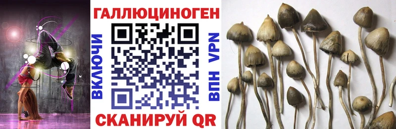 Псилоцибиновые грибы прущие грибы  Чебоксары 